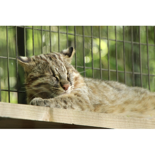 ツシマヤマネコ認知度向上プロジェクト